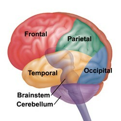 hersenen